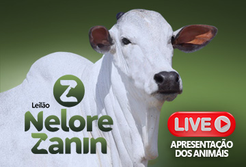 LIVE APRESENTAÇÃO DOS ANIMAIS - LEILÃO NELORE ZANIN